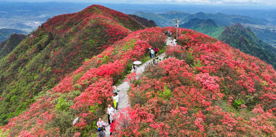 丹寨万亩野生杜鹃映红龙泉山