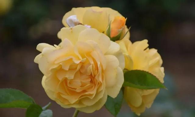 朱莉娅·查尔德(julia child,美妙绝伦absolutely fabulous)