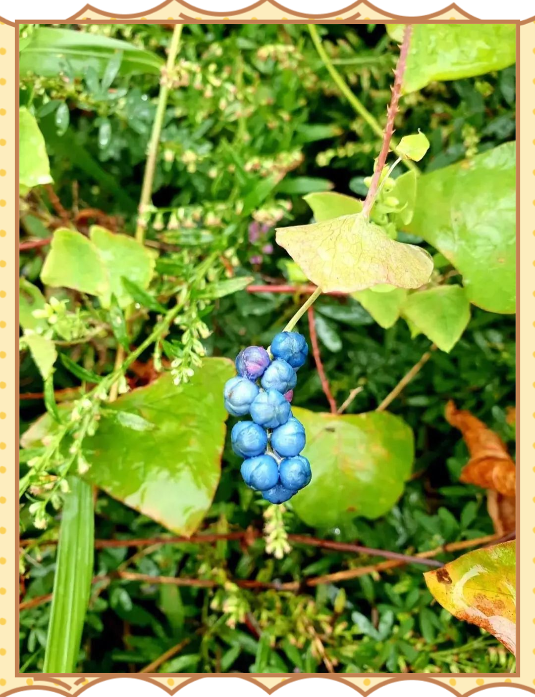 杠板归:一种功效多样的野生植物,你不可错过!