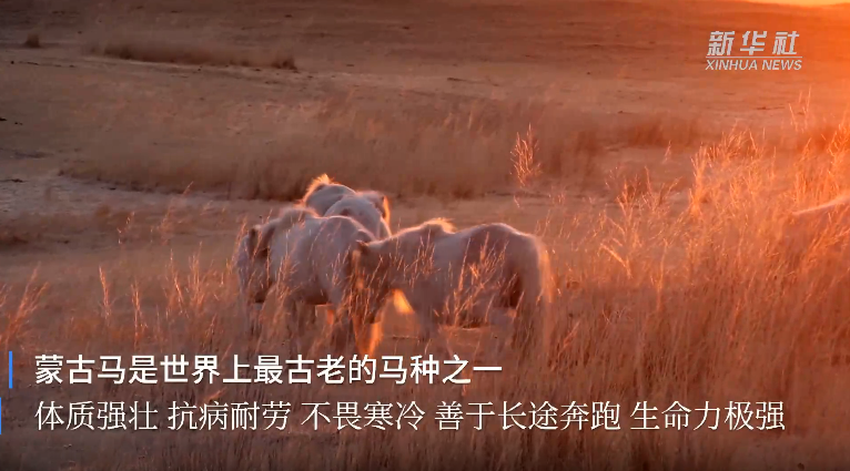 来看"中国白马之乡"的白色蒙古马
