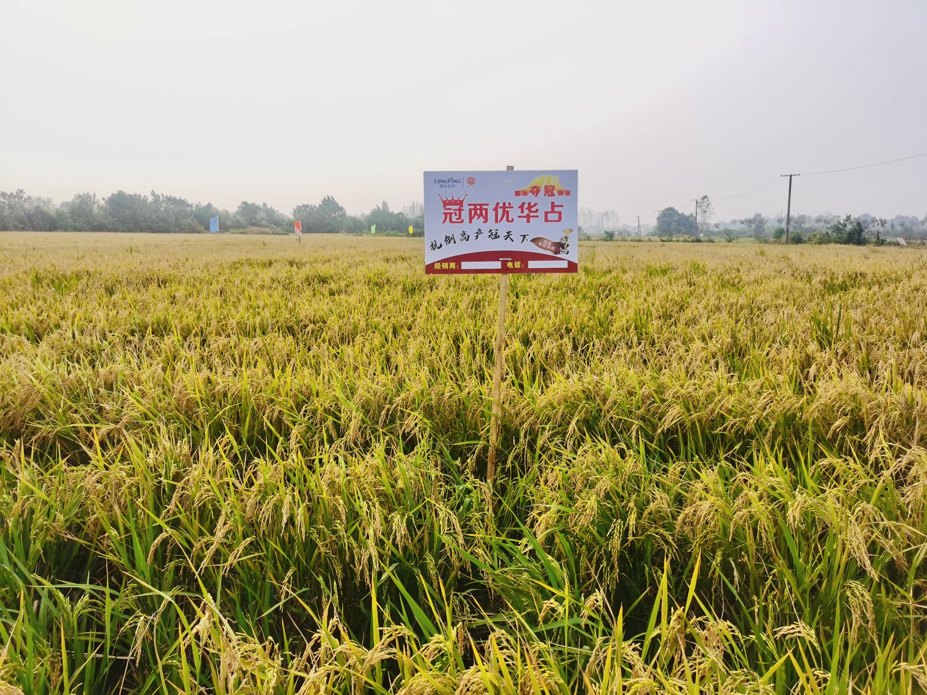 大户高产喜报来了!冠两优华占"中稻 再生稻"亩产干谷超1100公斤