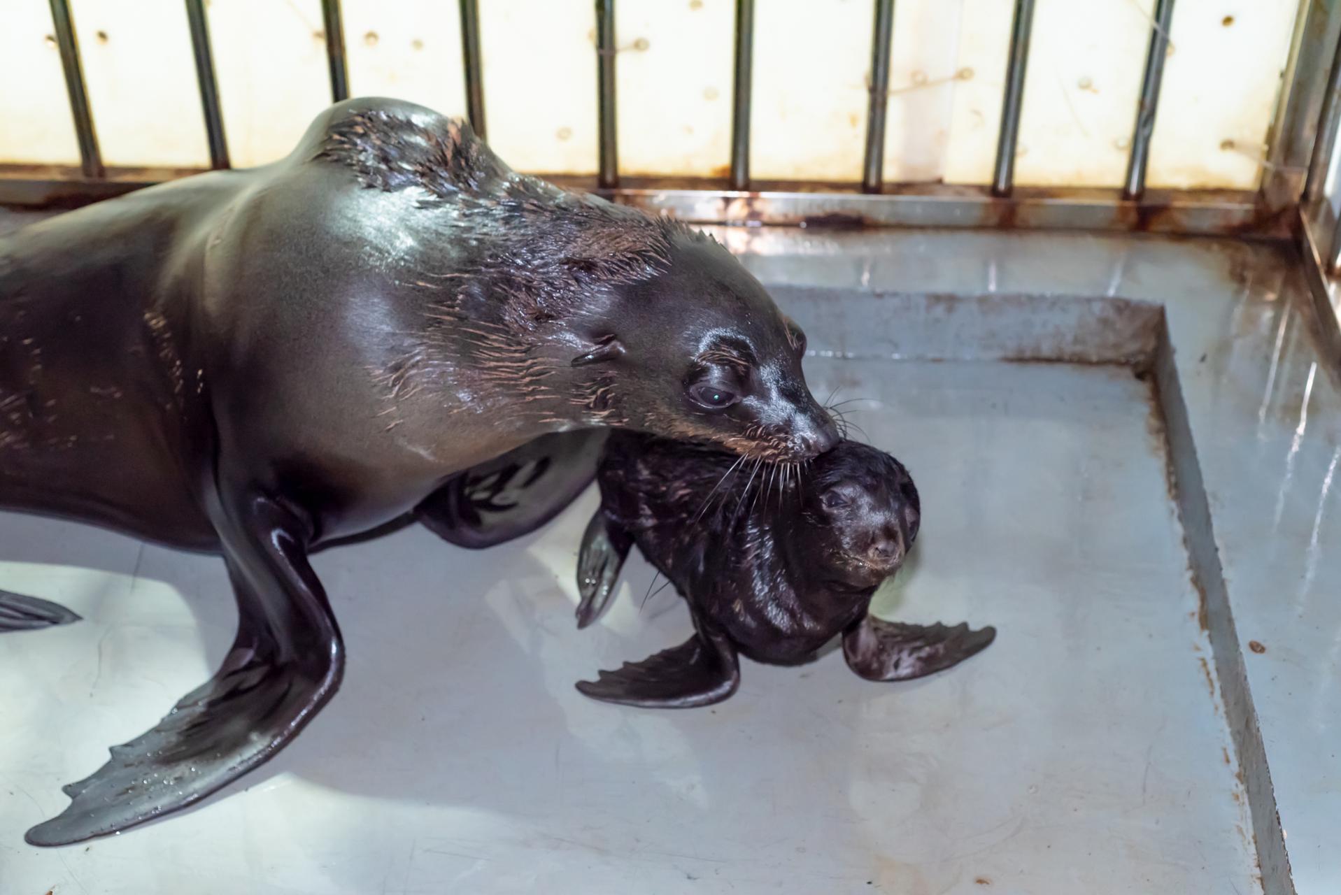 萌翻了!长沙海底世界迎来首例人工繁育的毛皮海狮