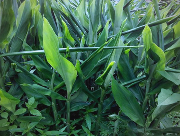 洋火姜:一种独特且富含营养的植物,被誉为"亚洲人参"