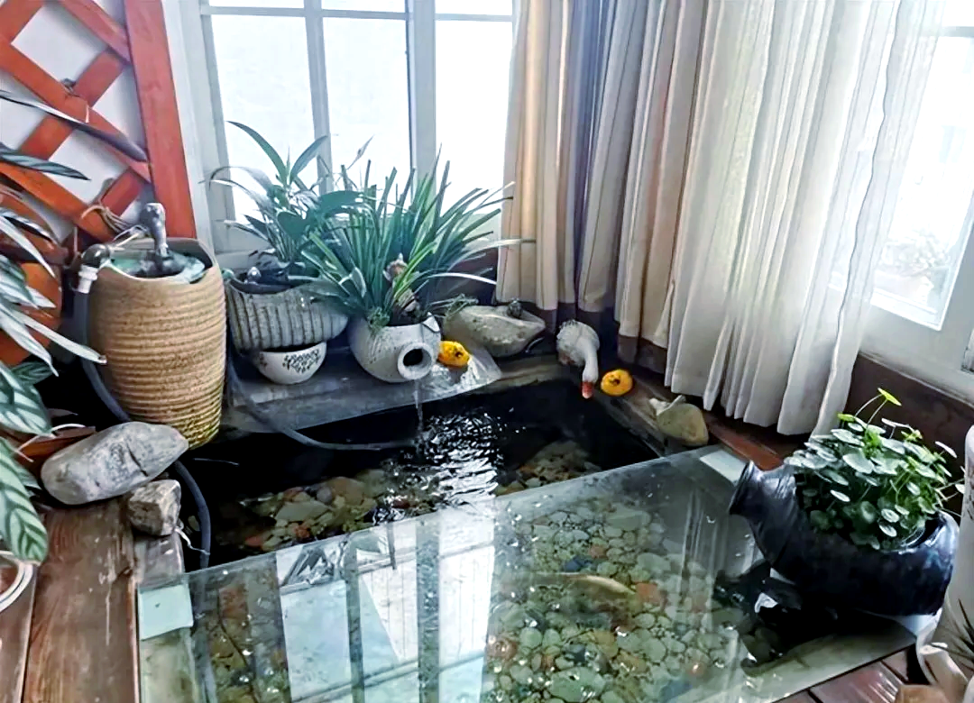 重庆美女阳台打造鱼池,创意景观获网友盛赞