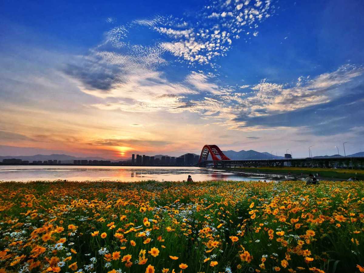 梅山湾花海烂漫