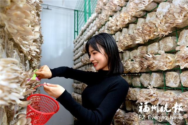 罗源秀珍菇图片