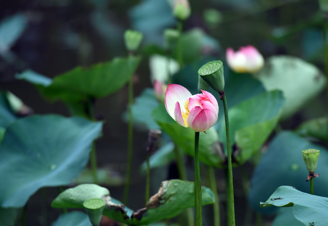 贵阳药用植物园 荷花盛开引客来