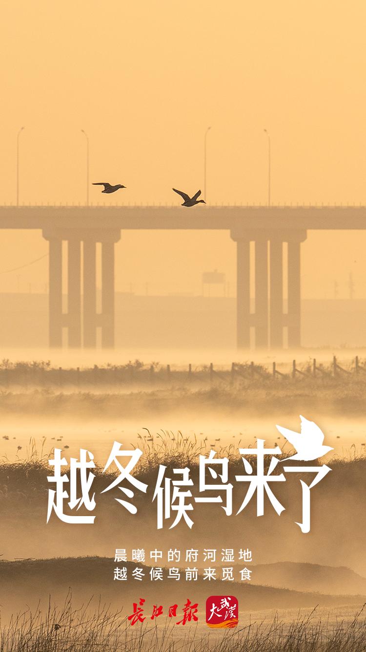 越冬候鸟来了|海报图集