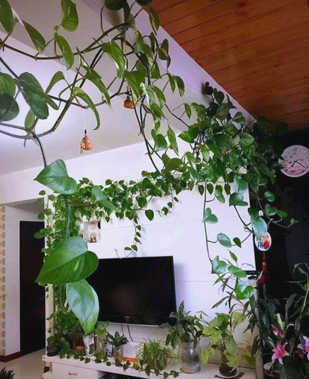 广西女子绿萝养护心得,打造满墙飞的美景
