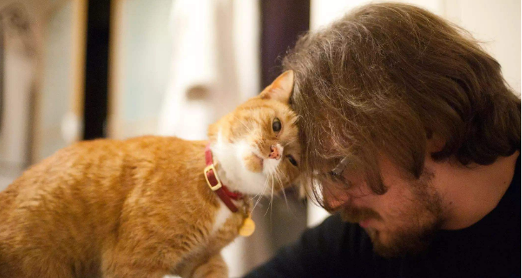 猫咪一直蹭人腿是想表达什么