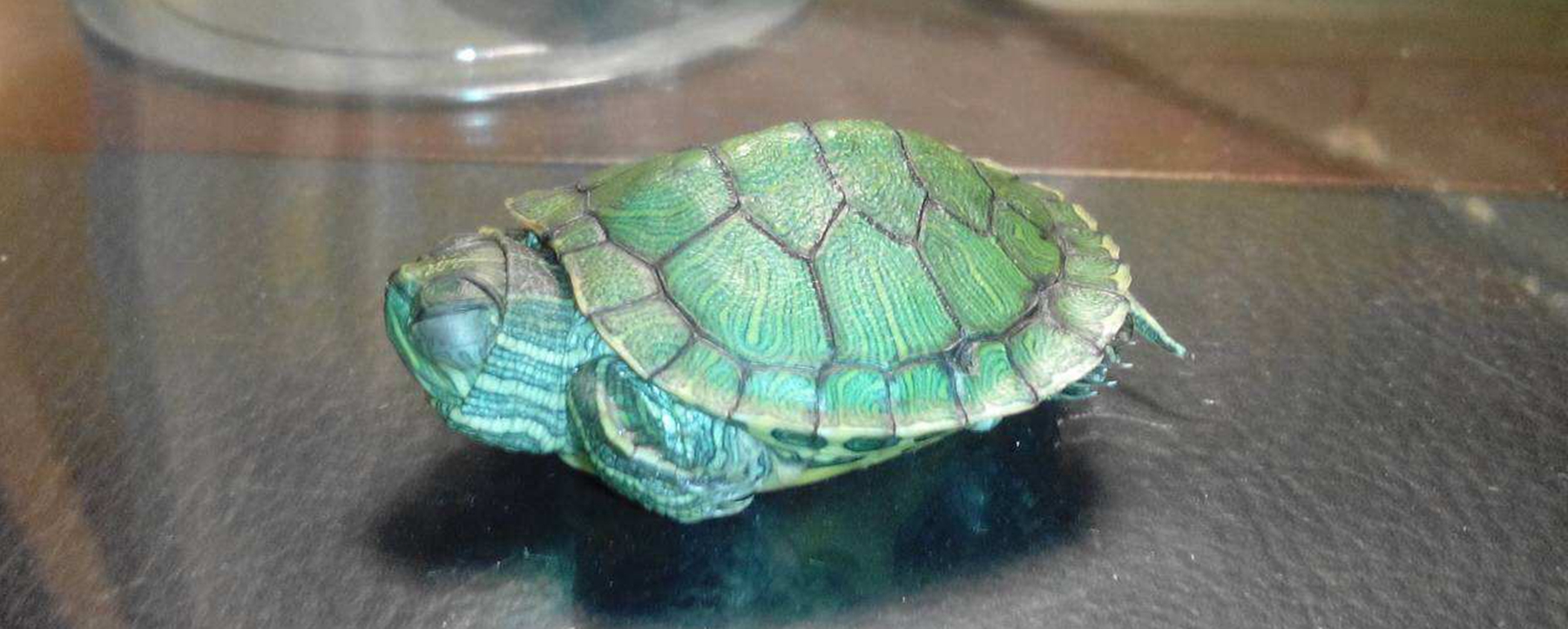 巴西龟冬眠吗?巴西龟冬眠需要什么?