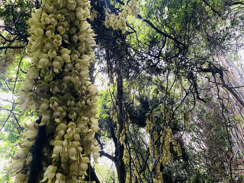 天鹿湖禾雀花图片