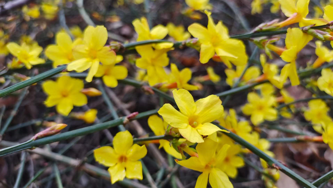 gfa565gf陆续绽放秦皇岛小黄花正飘香跟着这份攻略寻香赏花