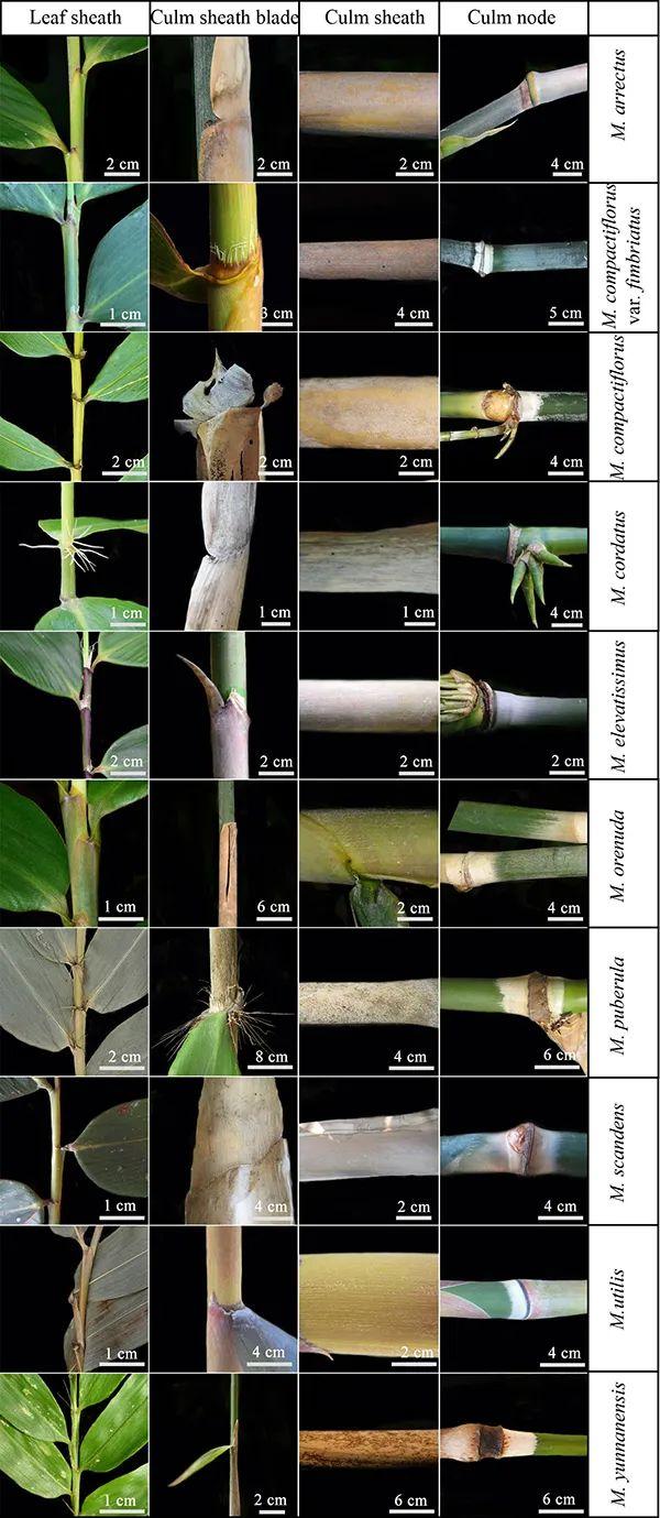 核基因和形态学证据揭示我国梨藤竹属分类学谜团
