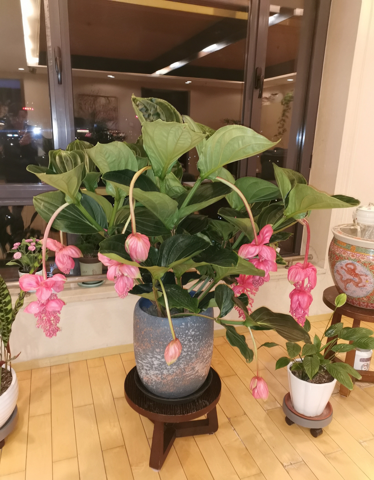 网红盆栽"宝莲灯—花姿奇特美丽,花期长达两百天,室内也能养