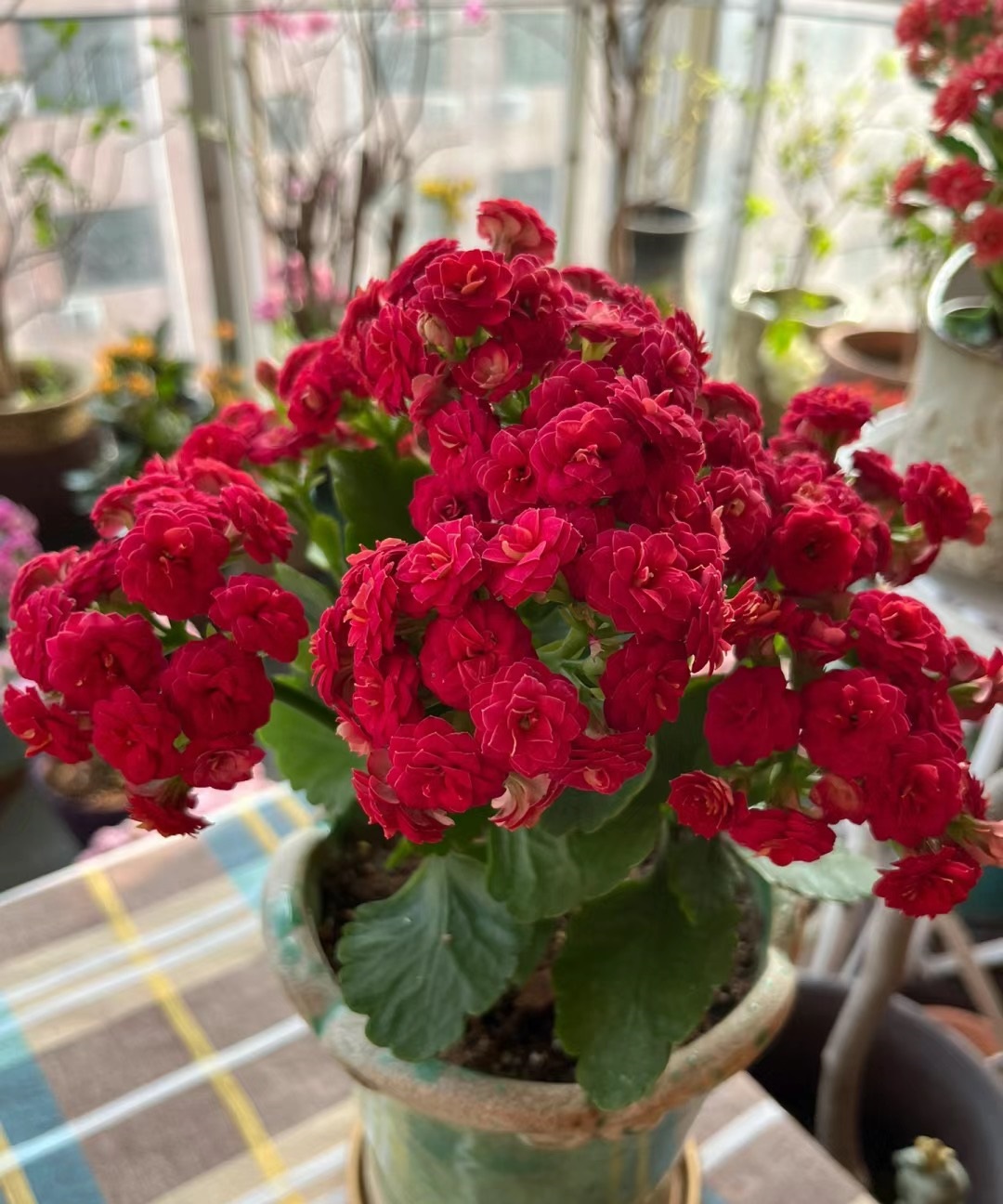 长寿花新品种—红狐狸,花朵大,颜色喜庆,多季绽放,你值得拥有