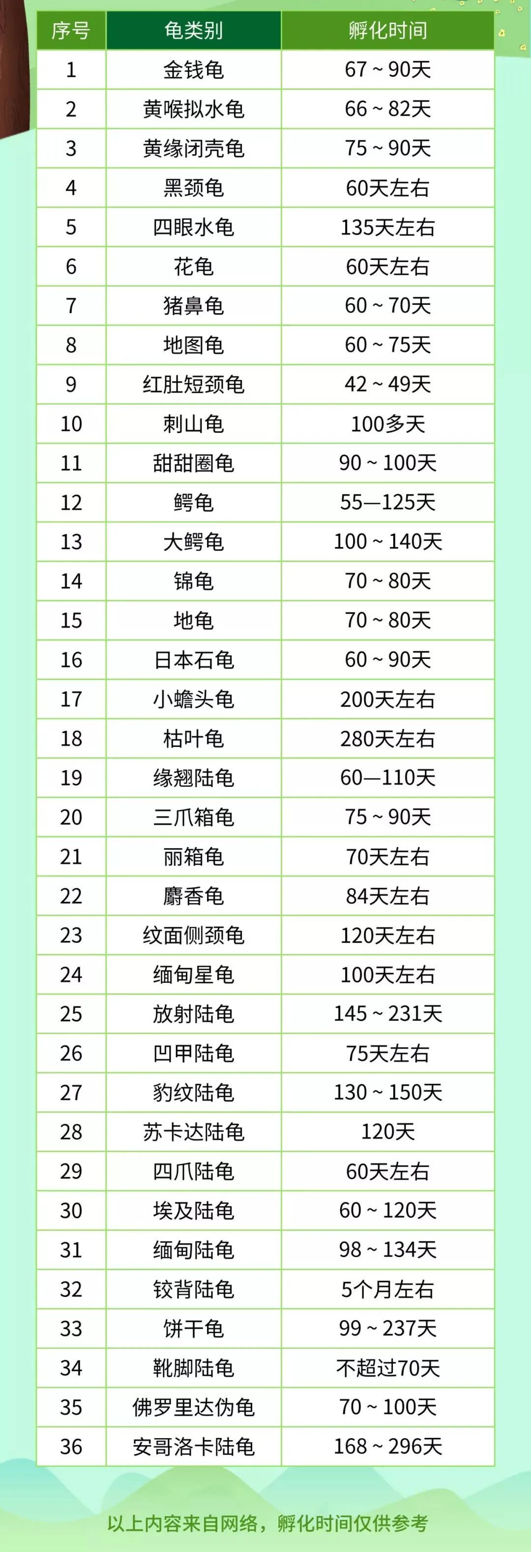 新手龟蛋孵化教程图片