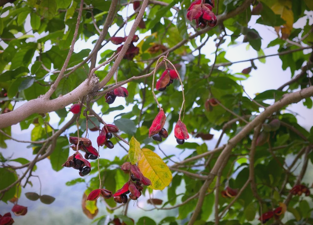 凤眼果:一种口感软糯的野生果实,炖排骨,炖鸡的绝佳选择