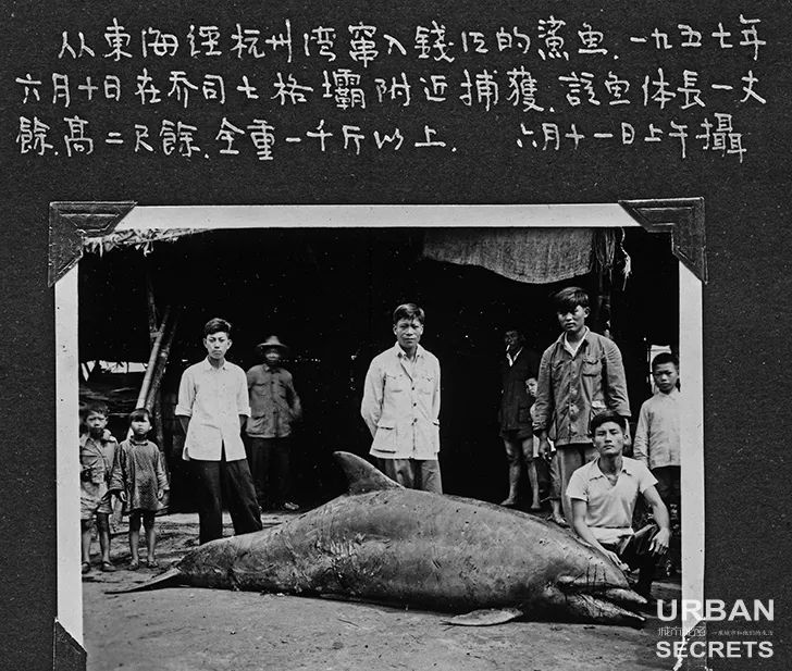 杭州城东风物:钱塘江外还曾出现过"鲨鱼"?