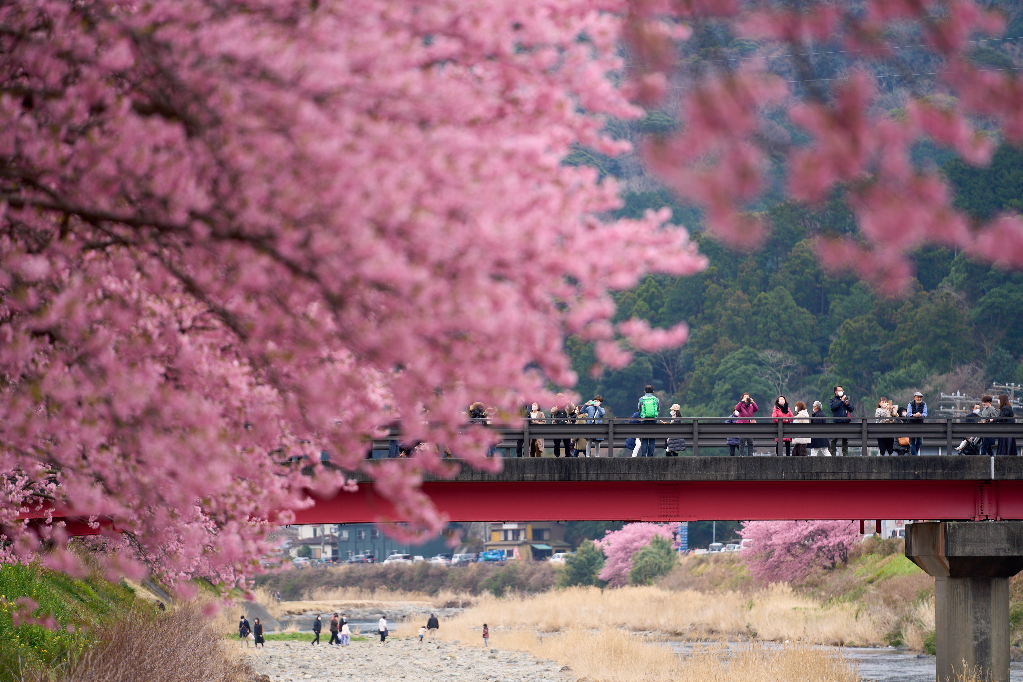 日本:河津樱花满开引客来