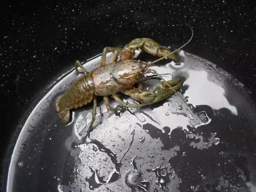 让人迷惑的抓拍照片,每一张都疑点重重