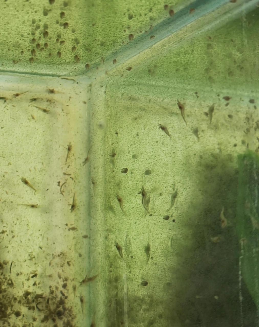 黑壳虾繁殖能力太强了,随便野采几只就能爆缸.