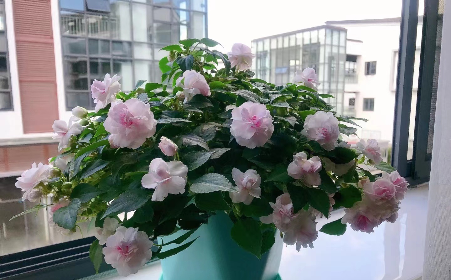 "颜值"超高的盆栽花—玻璃翠,美如月季,常年花开,耐阴且好养