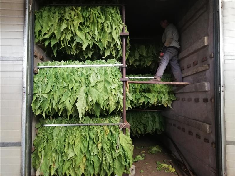 烤房烟叶霉烂不用愁 绿色防控来帮助!