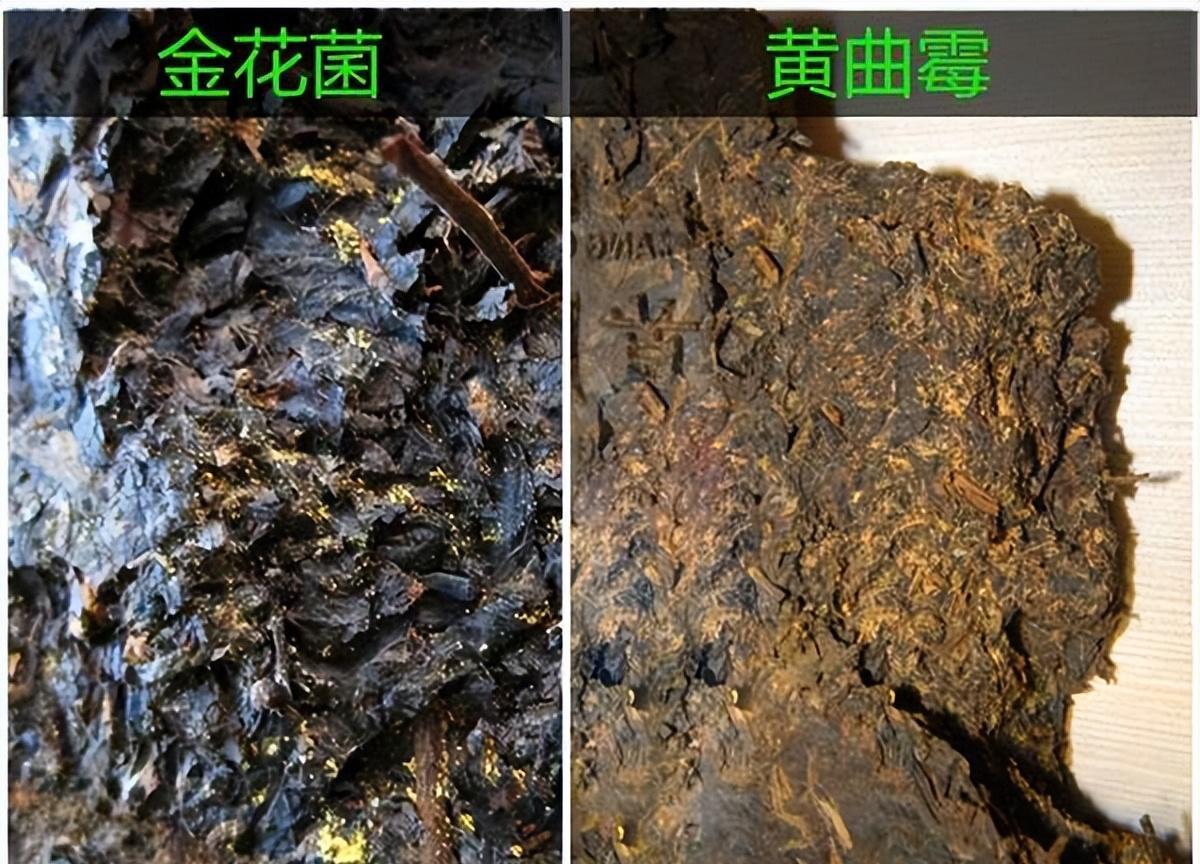 普洱茶发霉图片熟茶图片