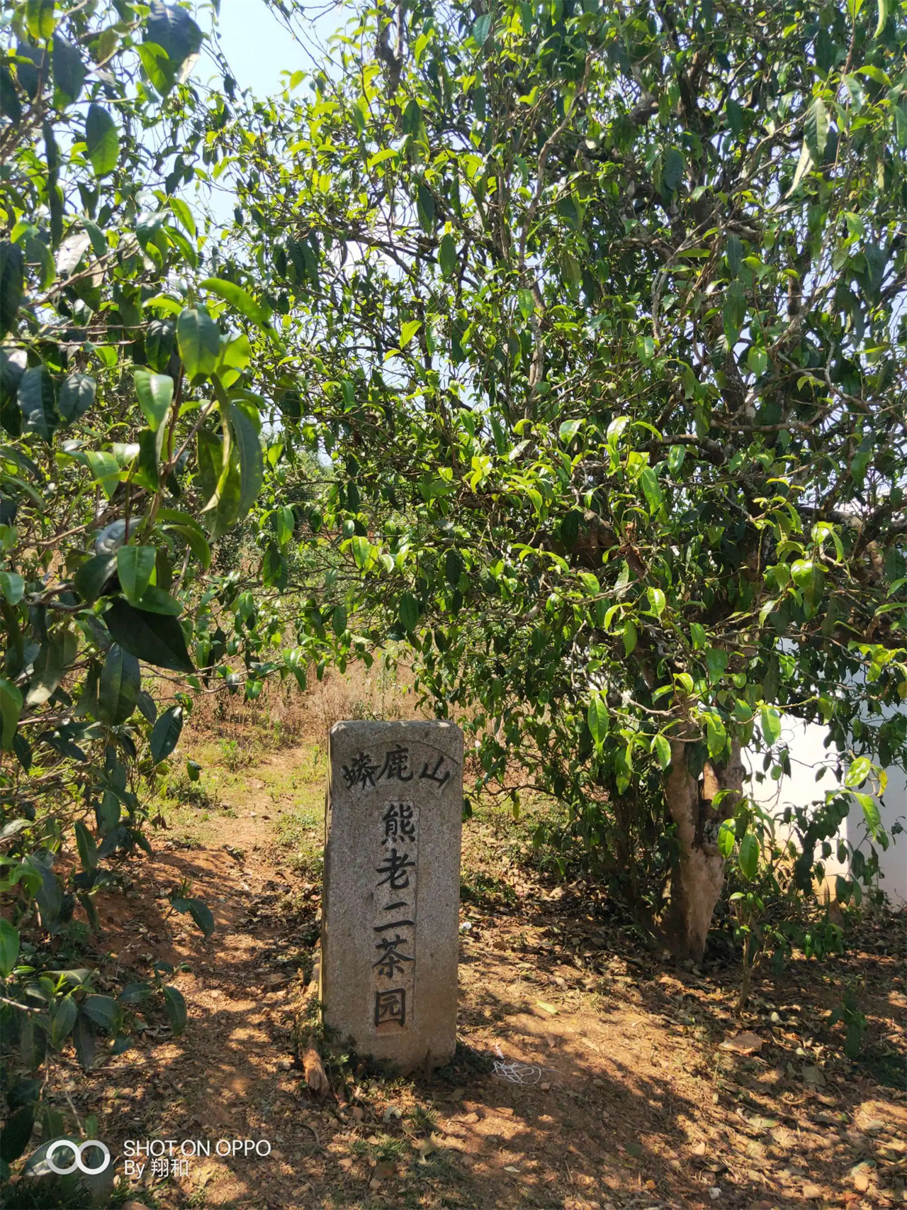 众说纷纭论山头,说说普洱茶山头茶之昔归