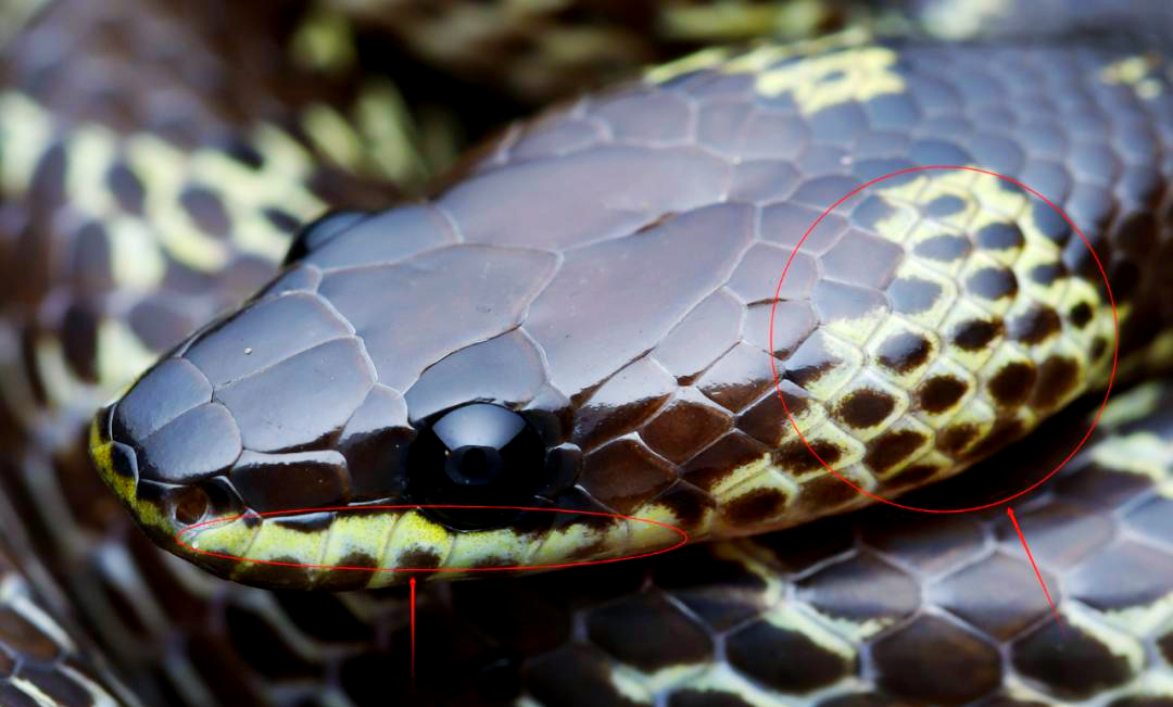 香港多种具有黑白斑纹的蛇类介绍