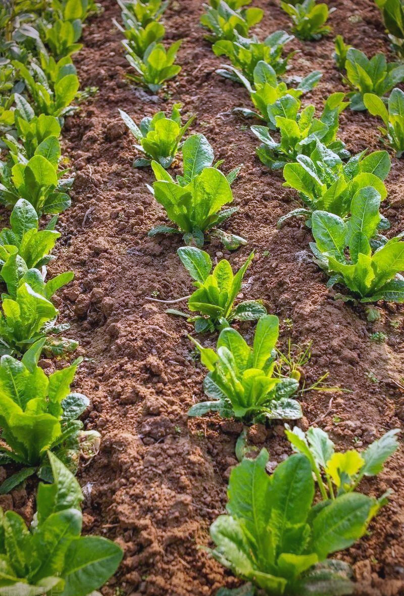 青菜种植技巧大揭秘:何时蹲苗?如何操作?