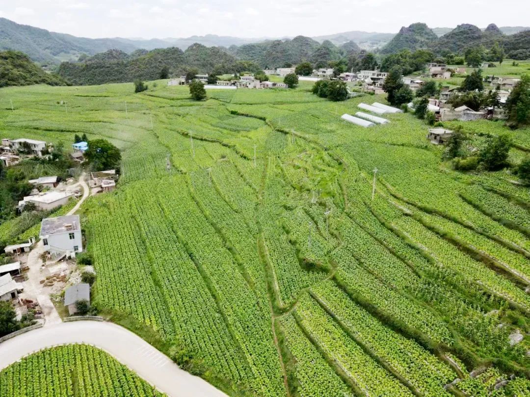 威宁自治县兔街镇:首采"黄金叶" 烟农"赶烤"忙