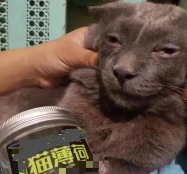 吸猫薄荷有多上头?猫猫的小表情简直了,哈哈