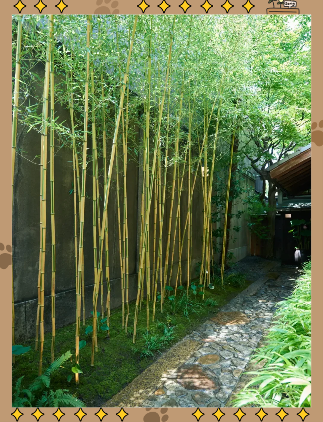 院子里种植竹子,增添诗意与韵味