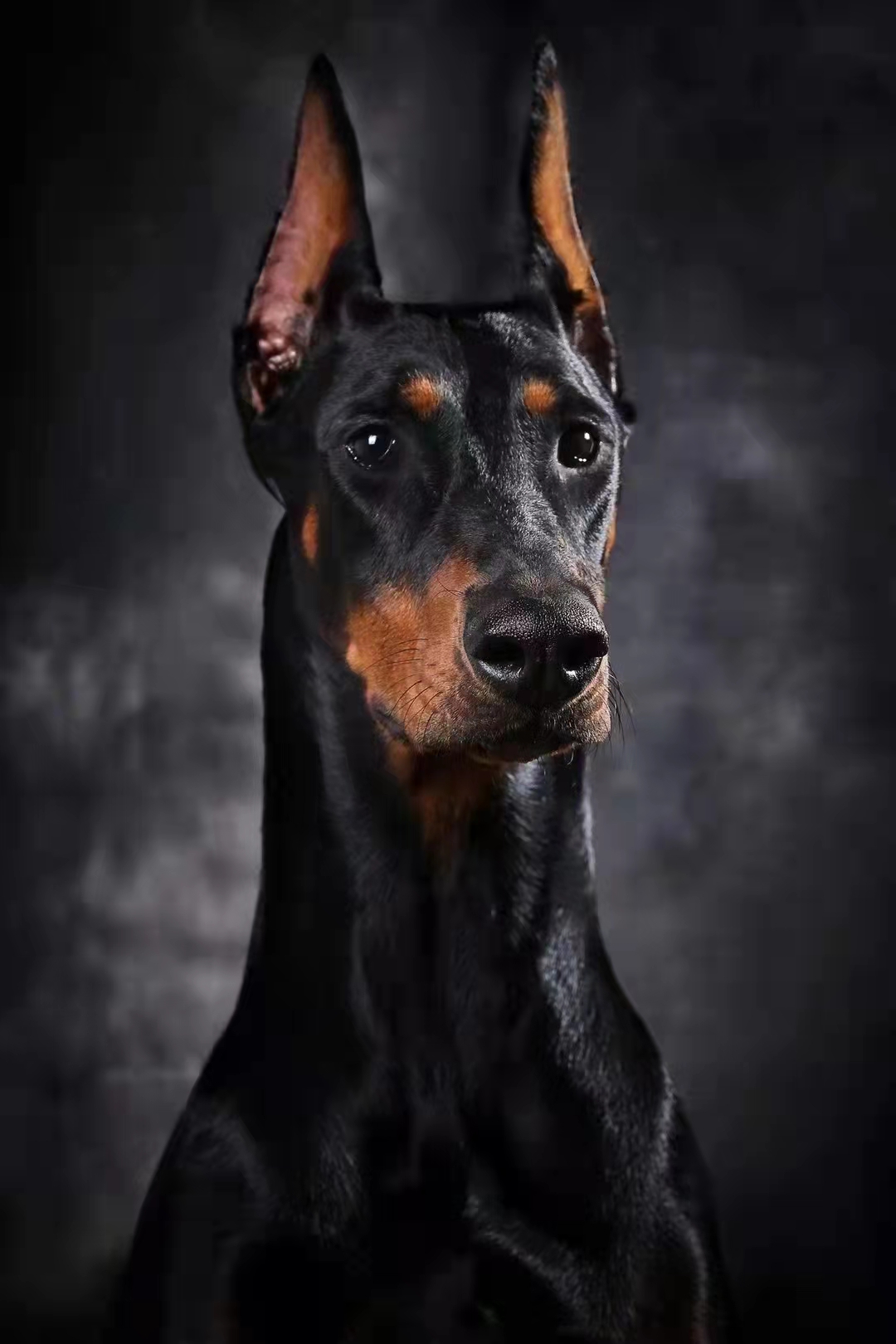 哪里有卖杜宾犬的