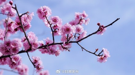 武都区政府毛鲜花图片