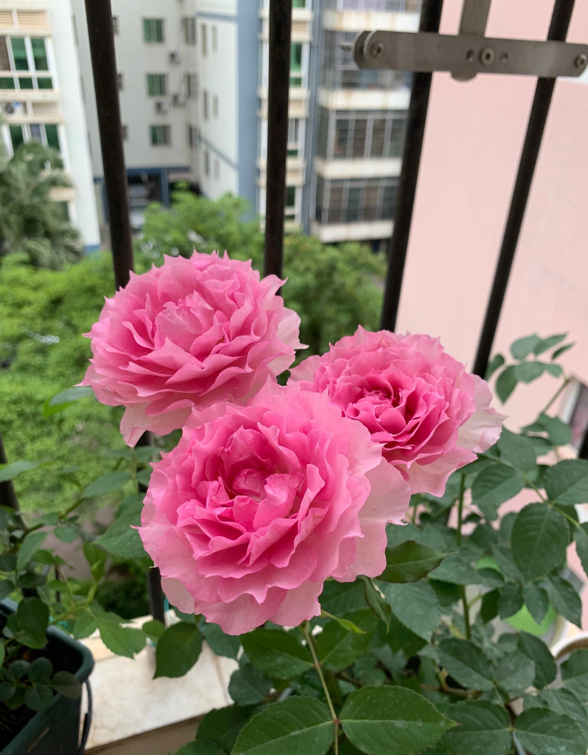 长得像牡丹的月季,花美香浓,开花勤快,几乎无刺,很适合阳台养