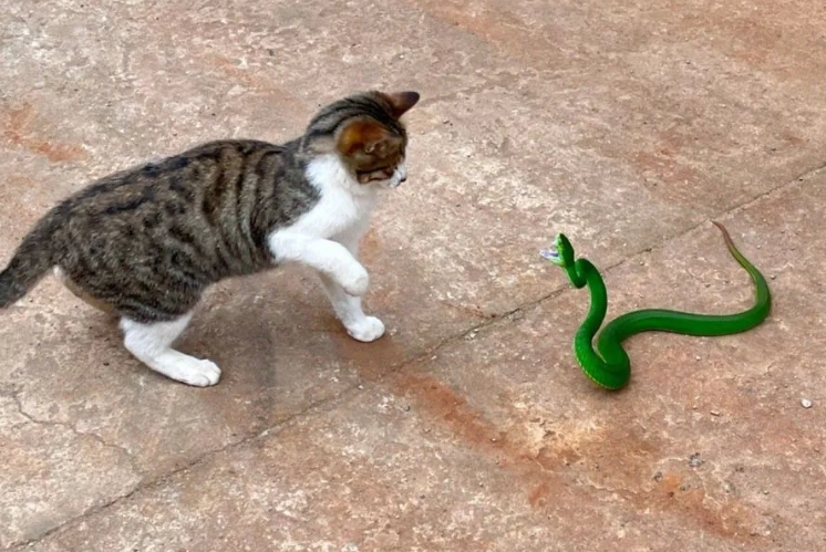 猫咪为什么天生不怕蛇?难道是血脉压制?