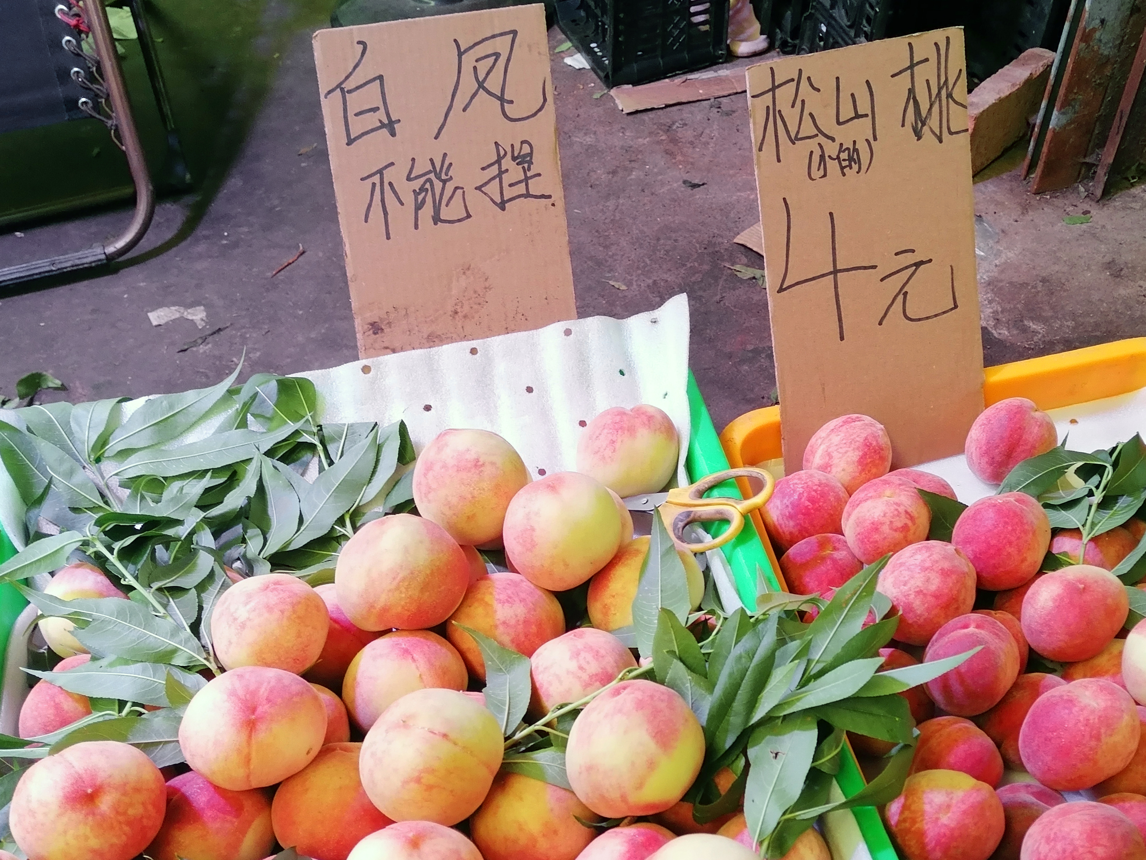 成都龙泉驿水蜜桃进入7月份,桃子上市品种和价格行情