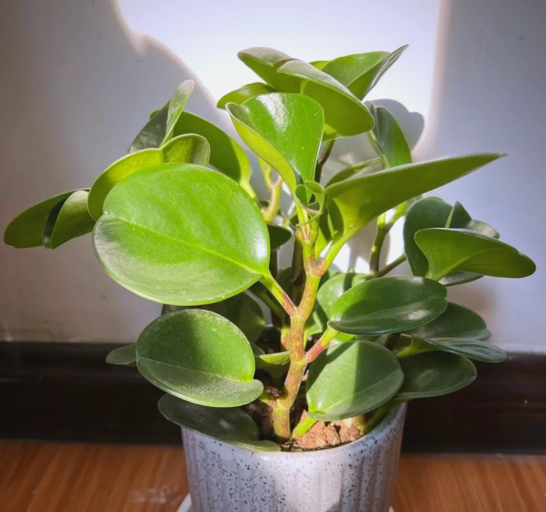 家庭绿植探秘:豆瓣绿的多样性与独特魅力