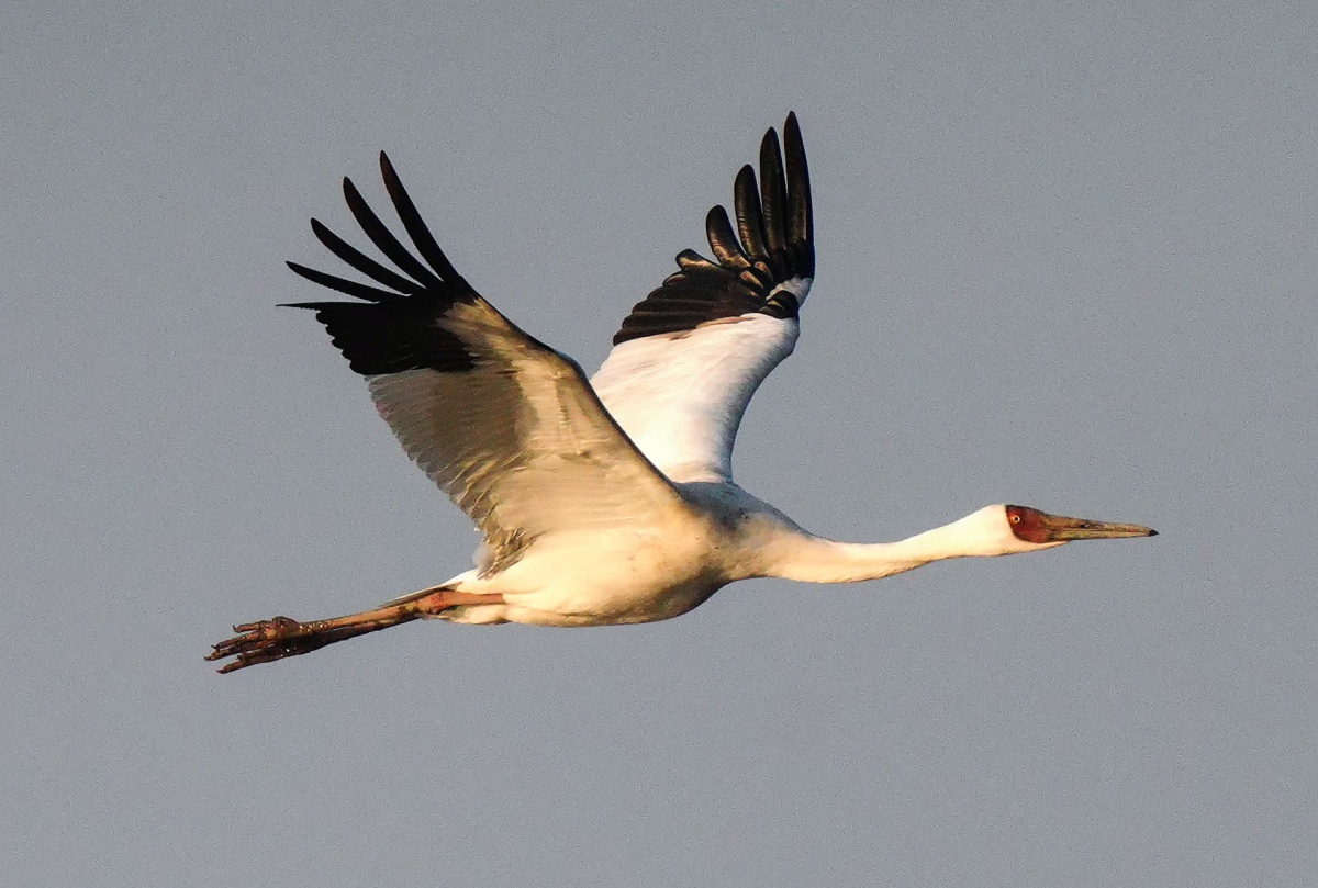 白鹤!国家一级保护鸟类首次飞临象山湿地