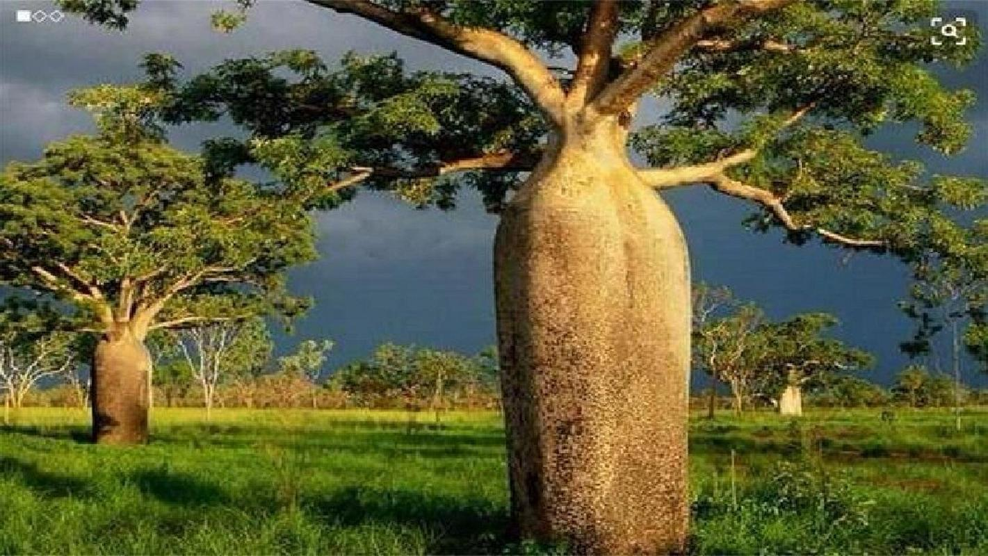 纺锤树的全球分布与种植要点