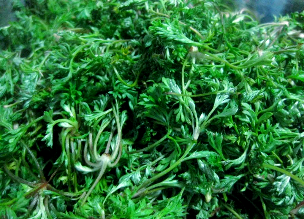 贵州春季限定美味,这些野菜你钟意哪几款