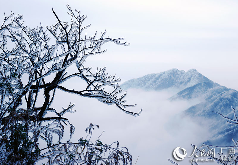 美翻了!华南最高峰猫儿山出现入冬后首场雾凇