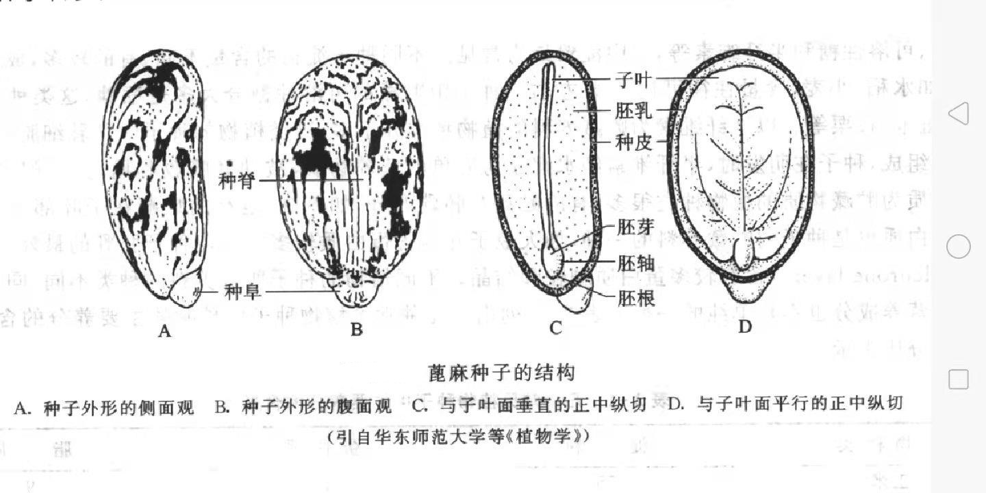 被子植物的种子根据胚乳的有无分为哪几种类型?