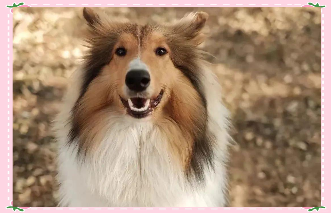 苏格兰牧羊犬:优雅与智慧的完美结合