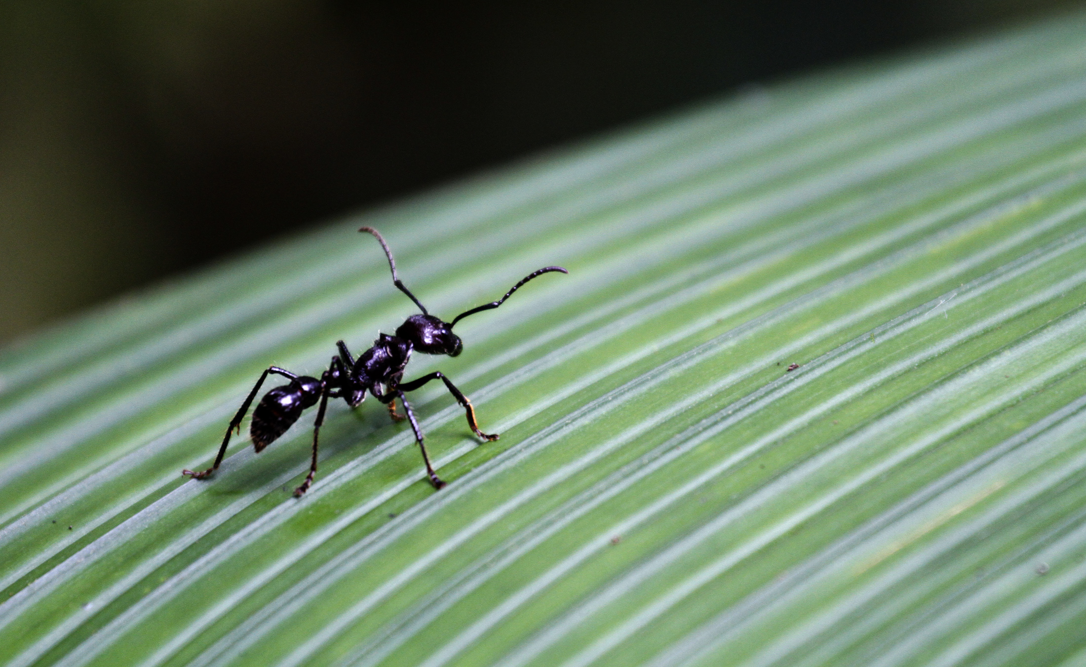 蚂蚁也能为同伴"做手术"