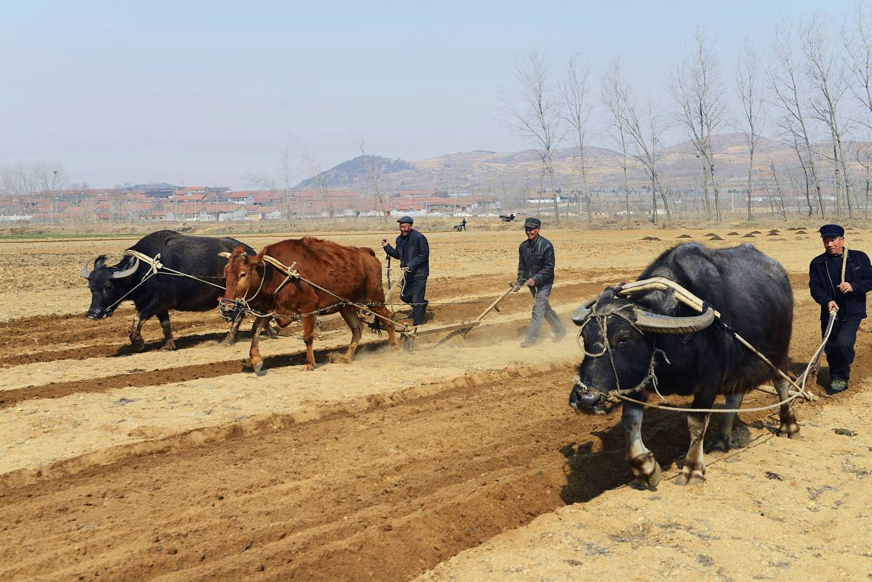 虎年赚钱容易吗?为什么说"五牛耕田,七日得金,二人分饼"?