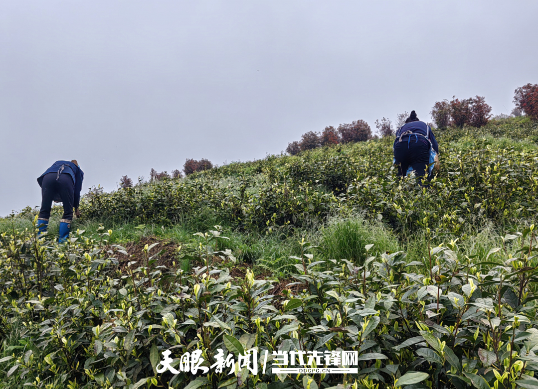 大方县果瓦乡图片